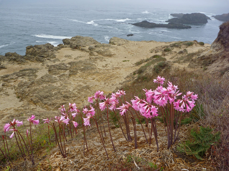 Flowers on a hillside