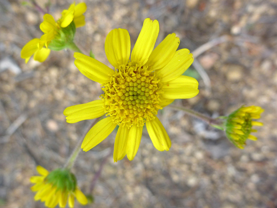 Yellow flower