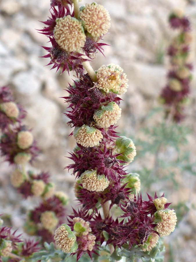 Elongated inflorescence