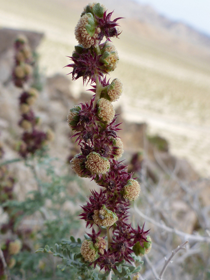 Bracts and flowerheads