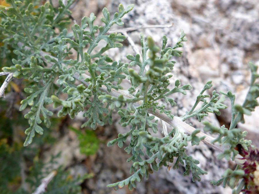 Stems and leaves