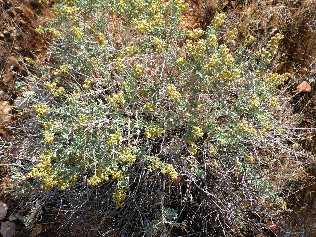 Bushy plant