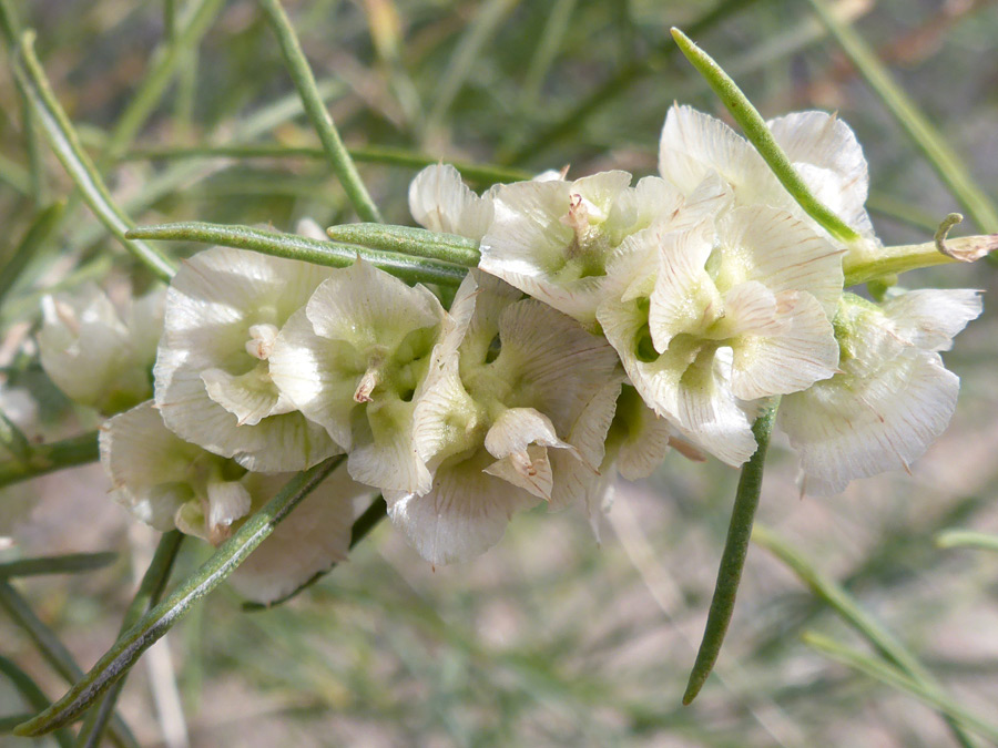 White fruits