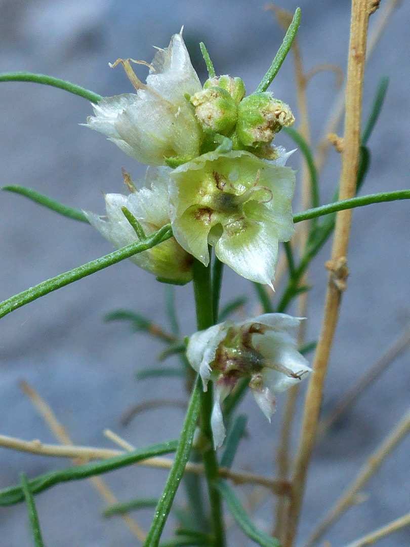 Leaves and flowers