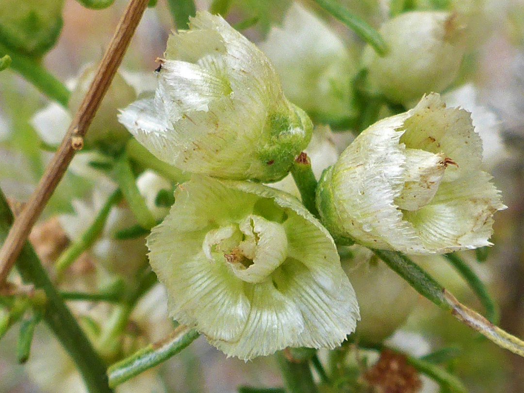 Flower cluster