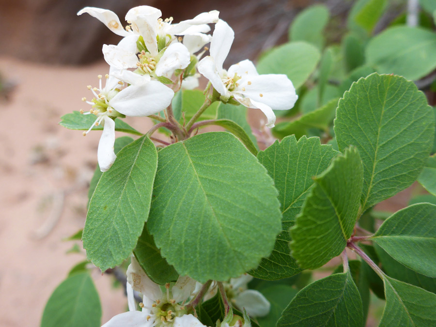 Flowers and leaves