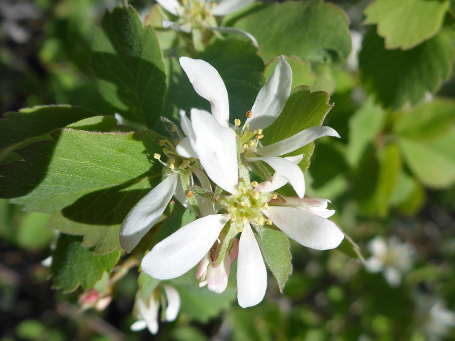 White petals