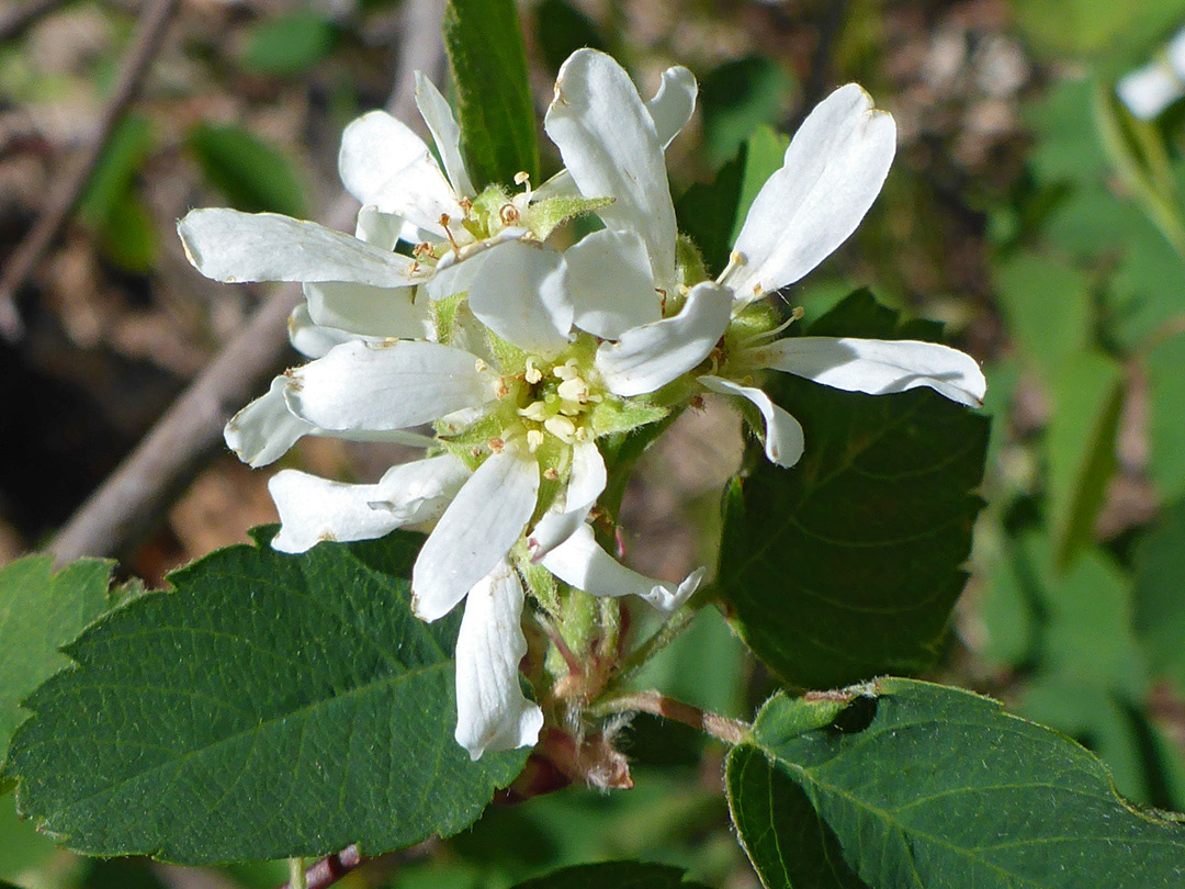 Leaves and flowers