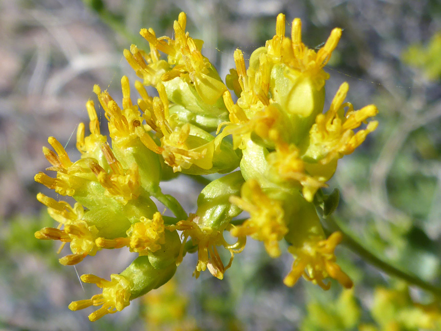 Yellow disc florets