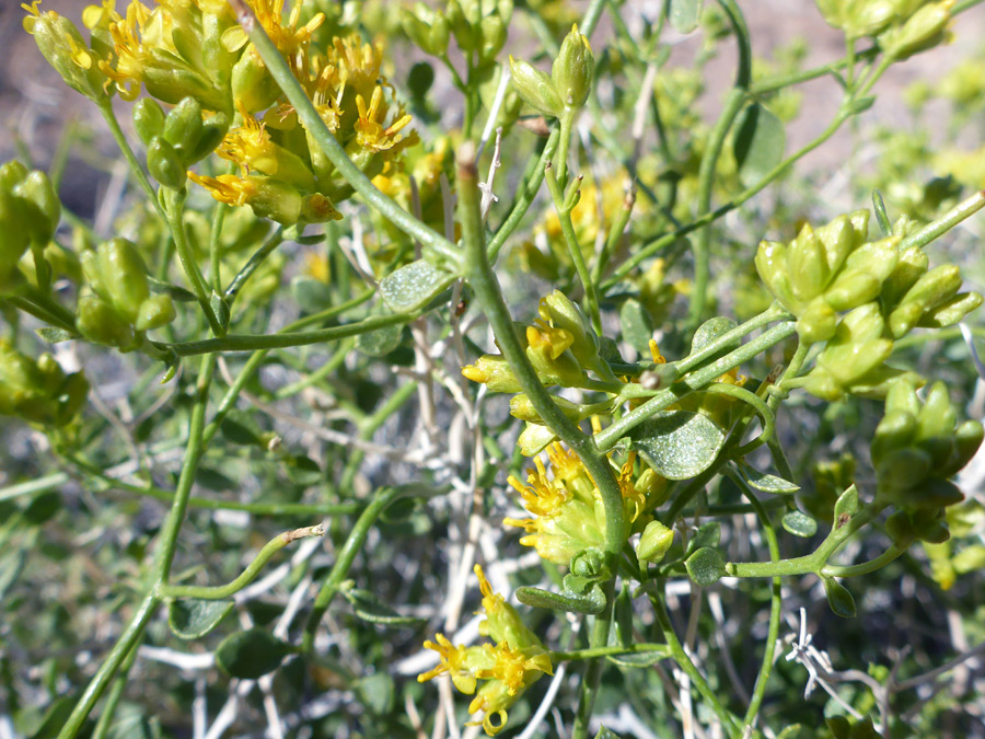 Stems and leaves