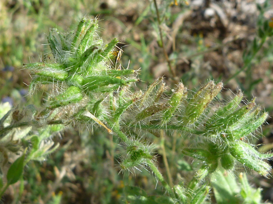 Green calyces