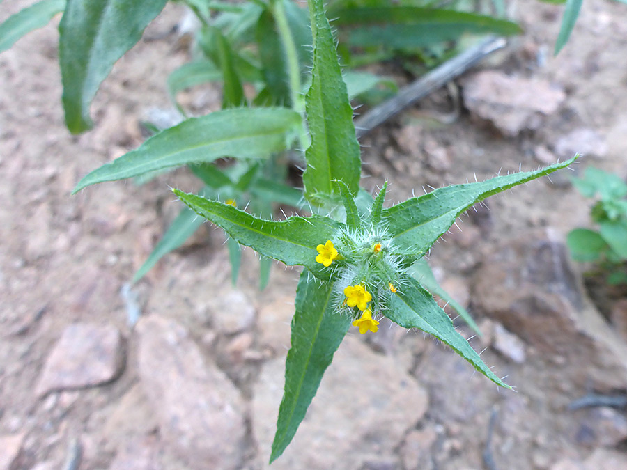 Lanceolate upper stem leaves