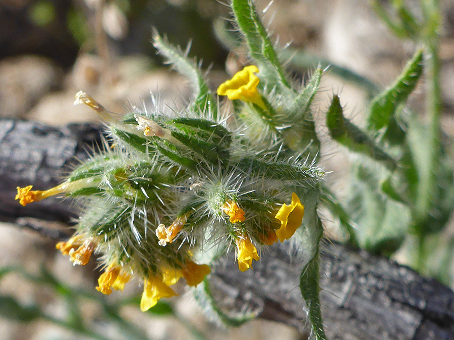 Flower cluster