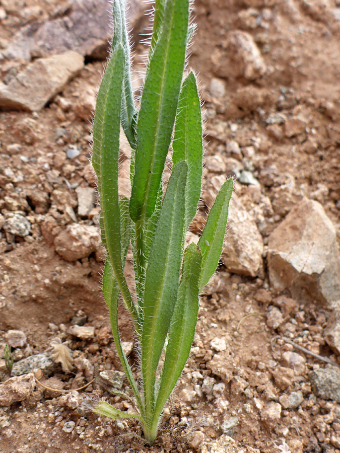 Lower stem