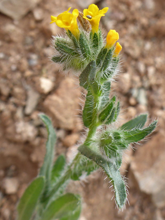 Flowers and upper leaves