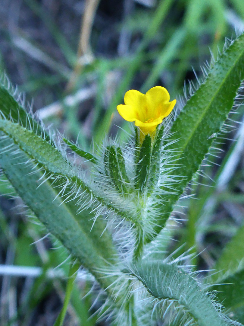 Single flower