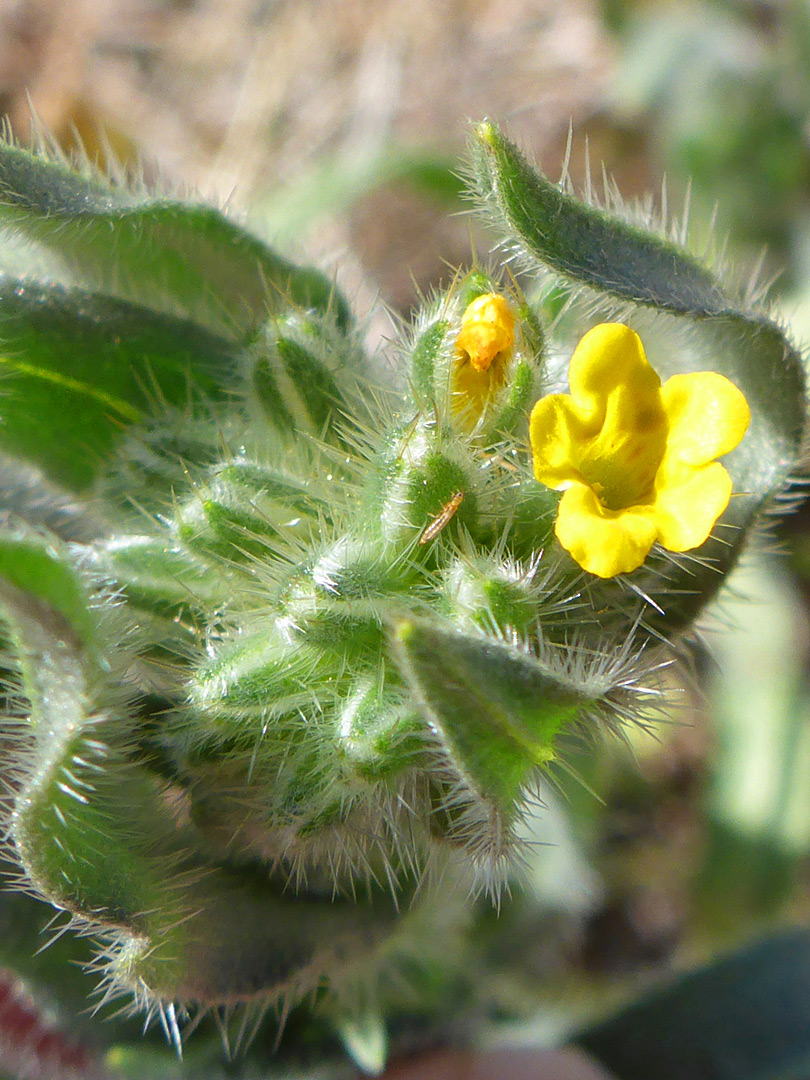 Hairy inflorescence