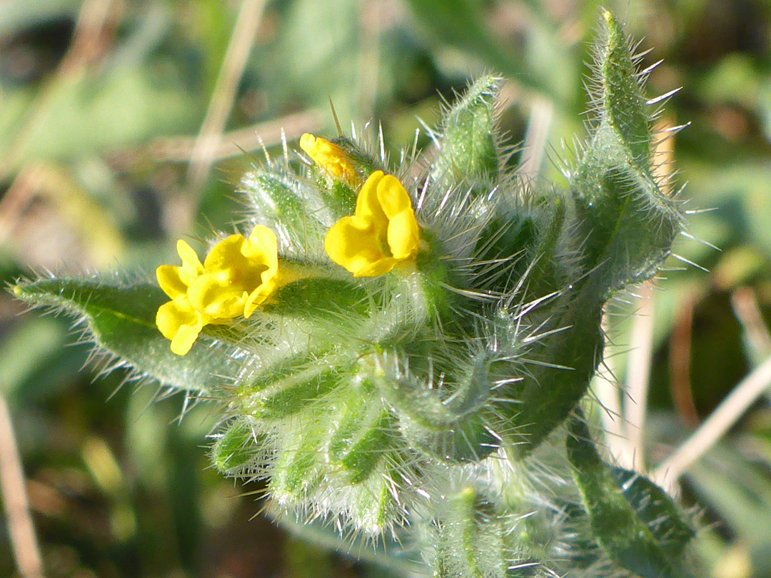 Calyces and corollas