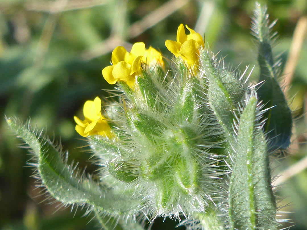 Leaves and flowers