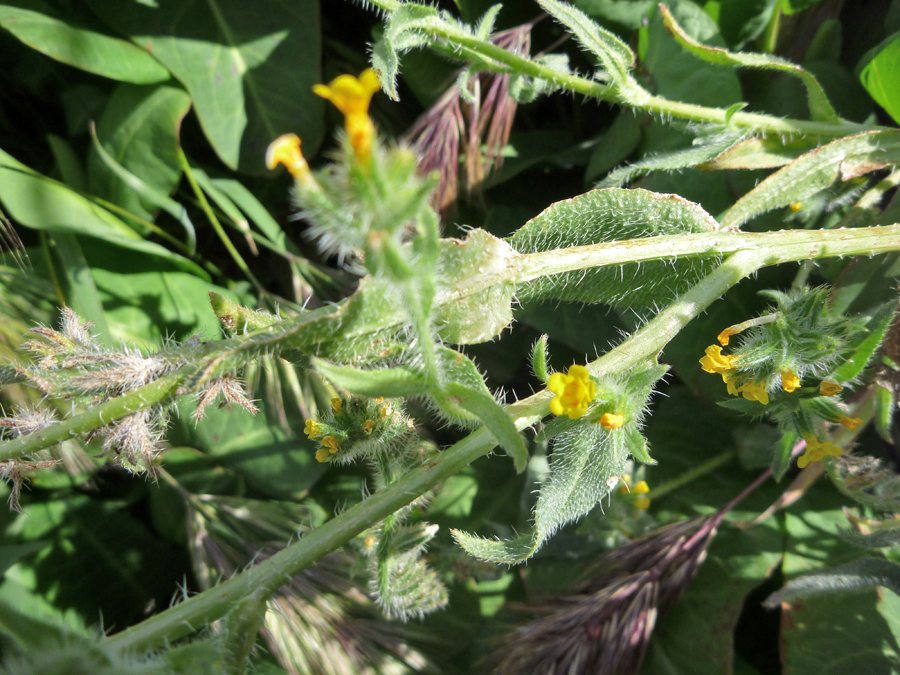 Leaves and stems