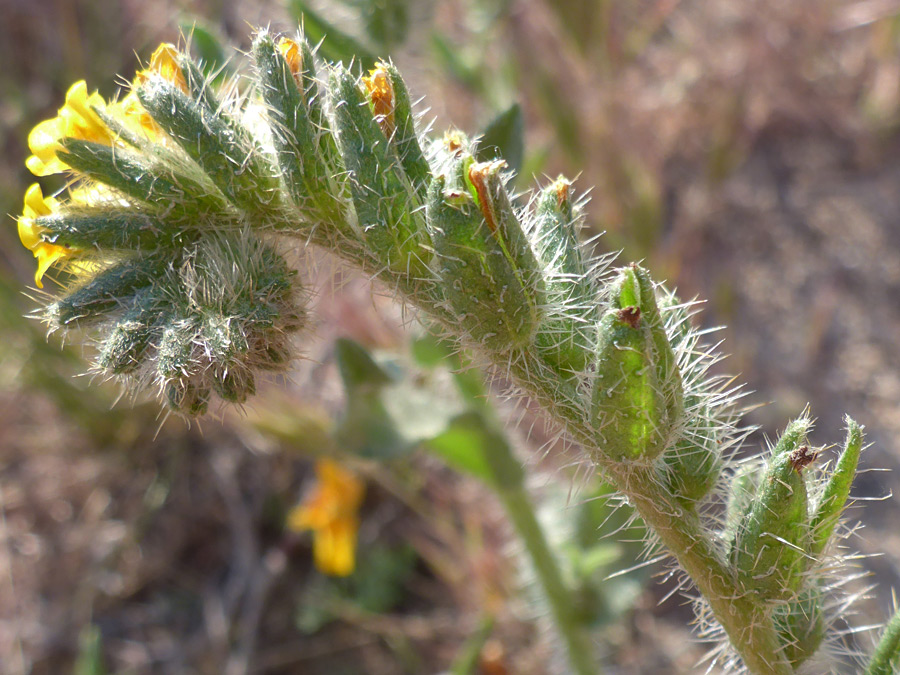 White bristles