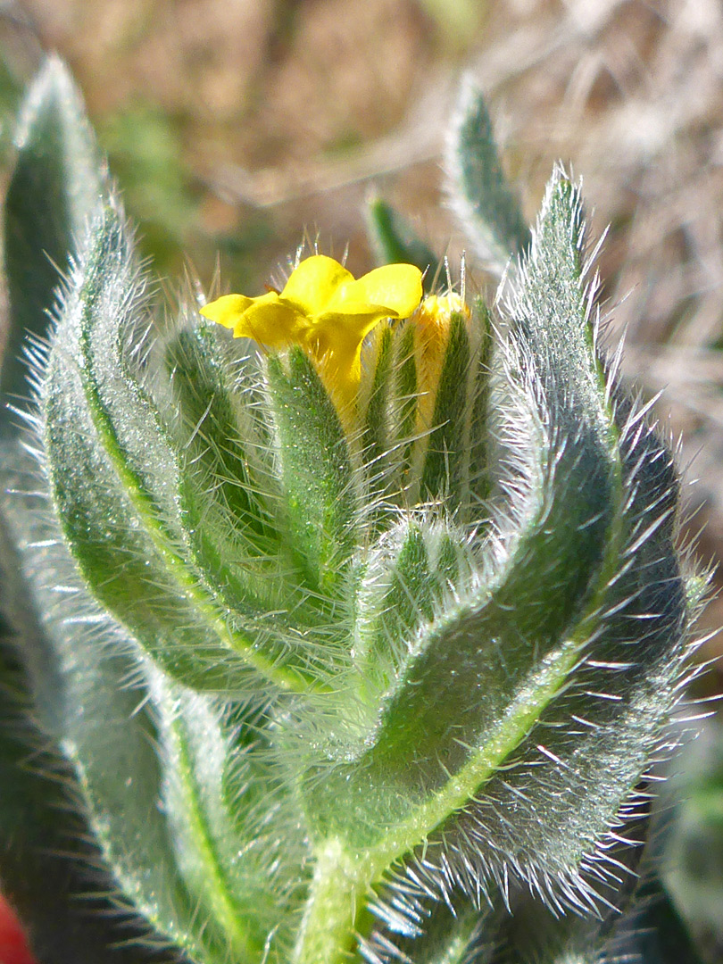 Spreading leaf hairs