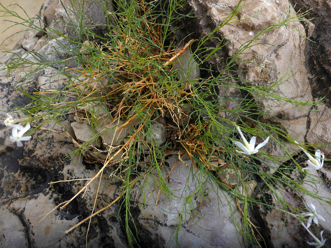 Plant in situ