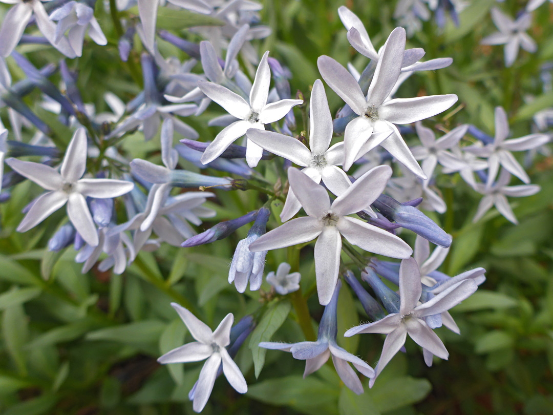 Many flowers
