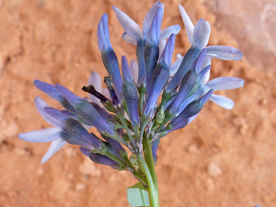 Developing cluster