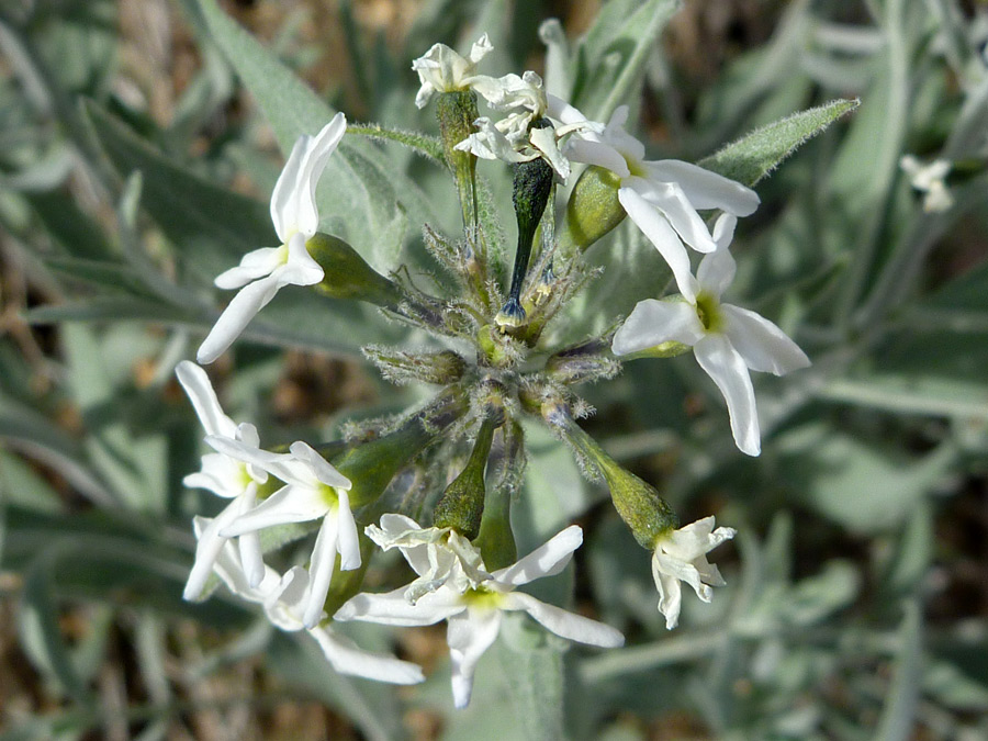 Rounded cluster