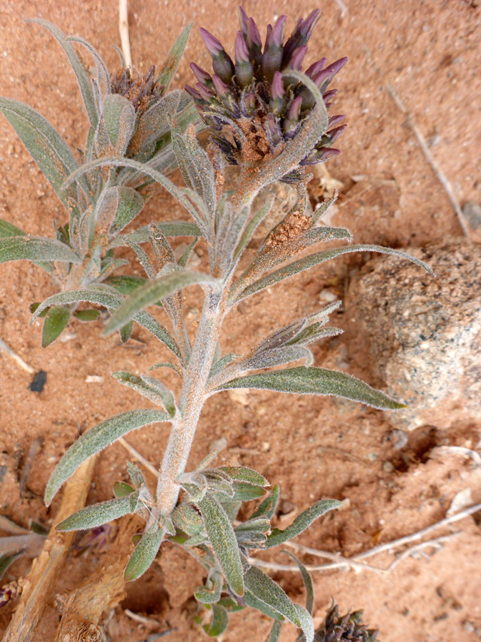 Leaves and stems