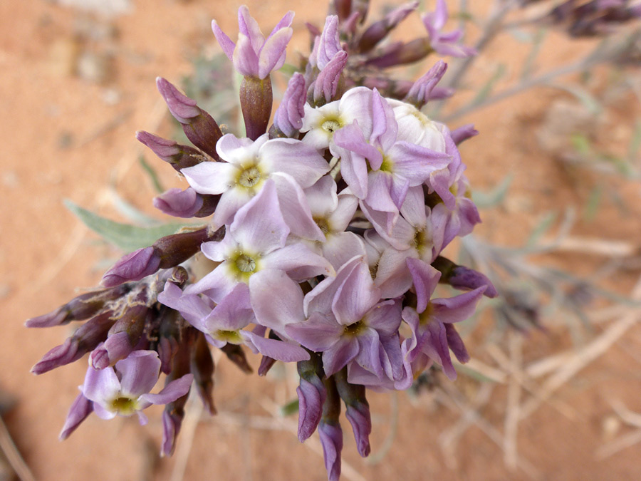Purplish inflorescence