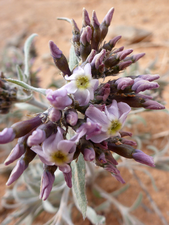 Flowers and buds