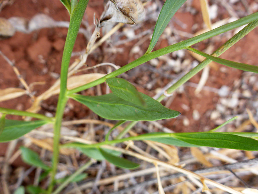 Stem leaves