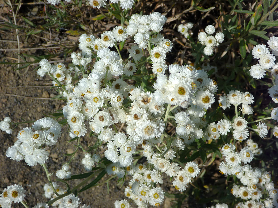 Many small flowers