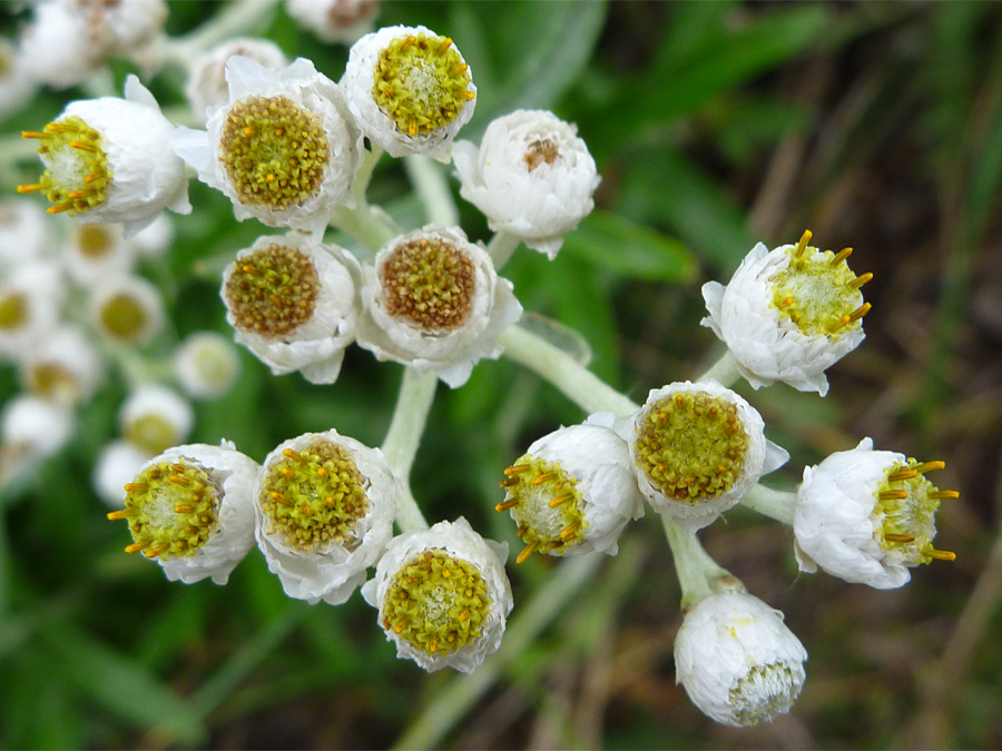 Tiny disc flowers