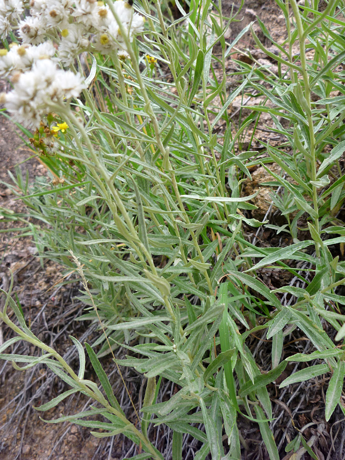 Stems and leaves