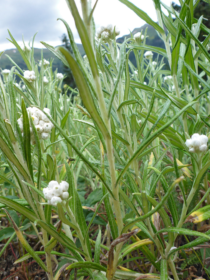 Lower stem leaves