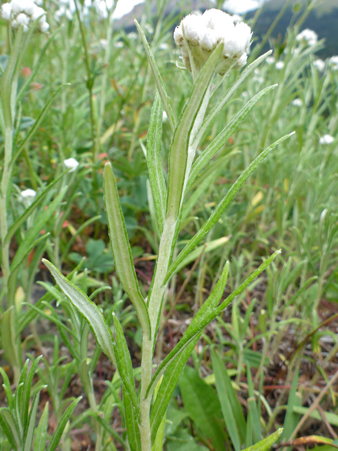 Upper stem leaves