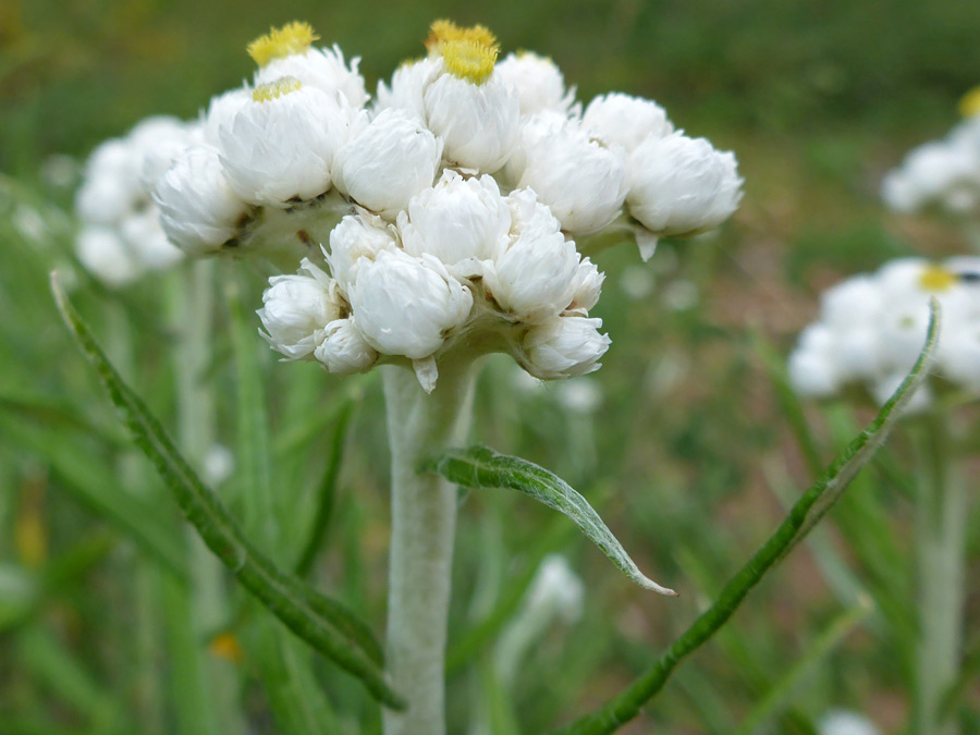 White flowerheads