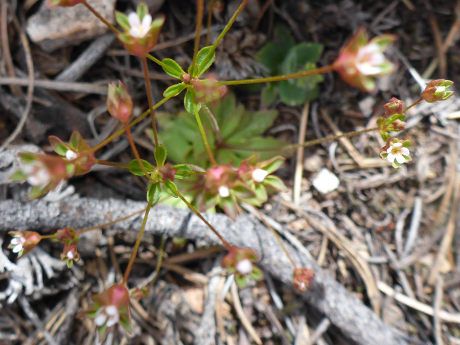 Tiny white flowers