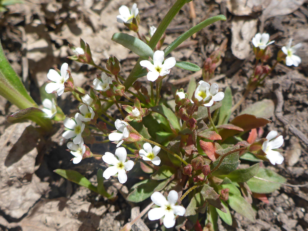 Inflorescence