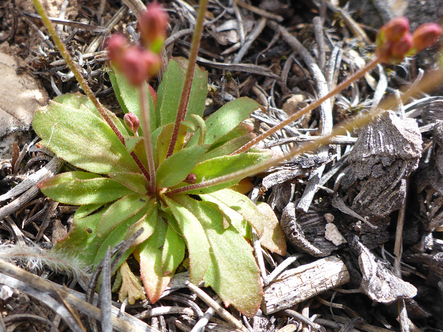 Basal leaf rosette