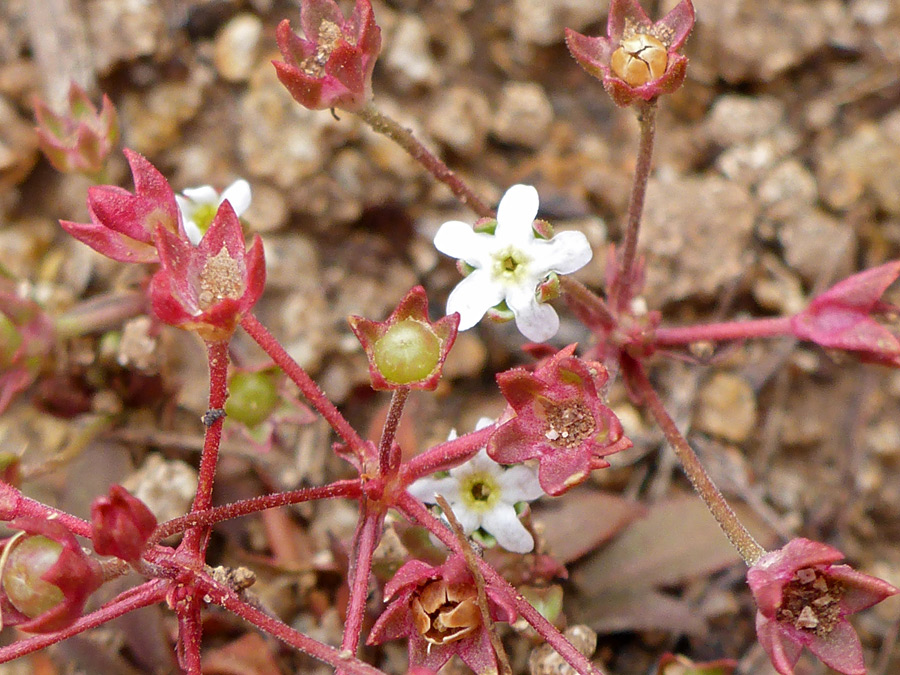 White flowers and red calyces