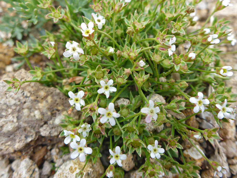 Many flowers