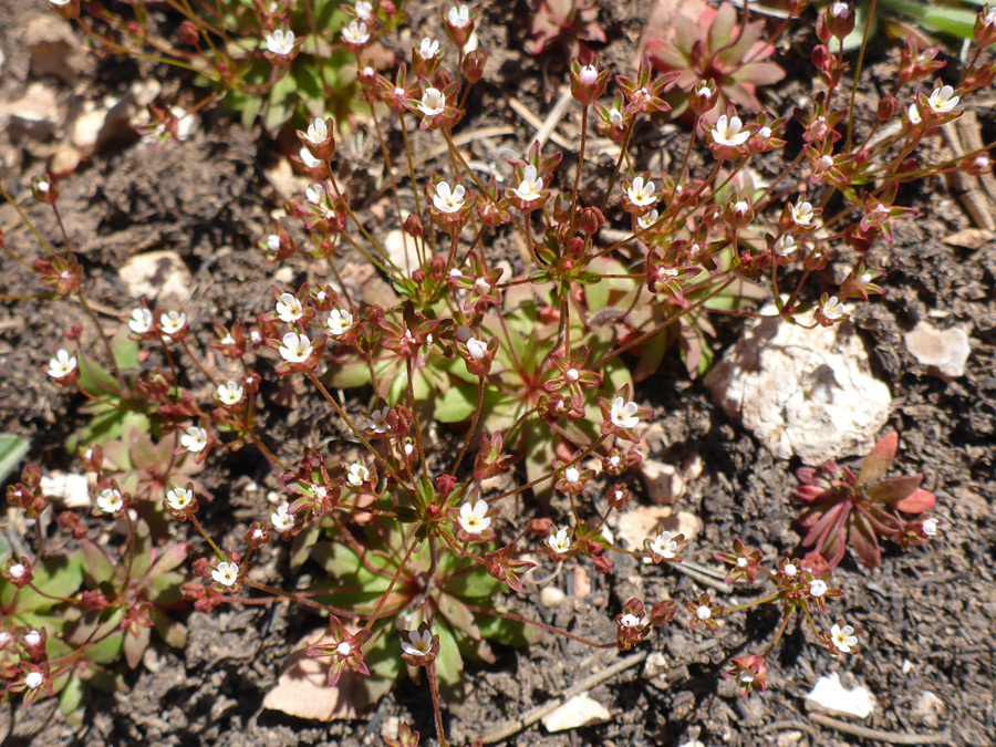 Red calyces