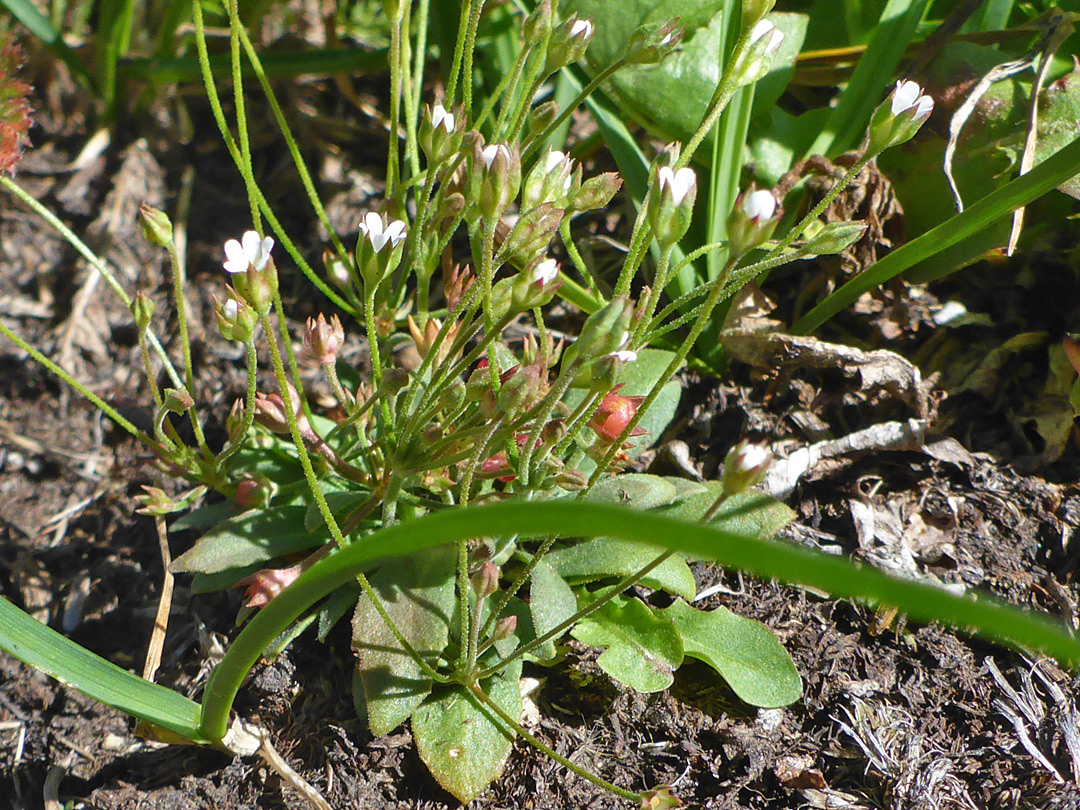 Flowering stems