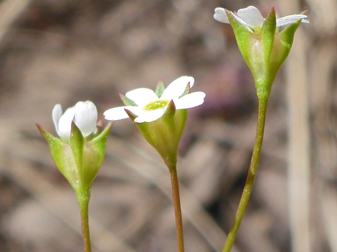 Three flowers