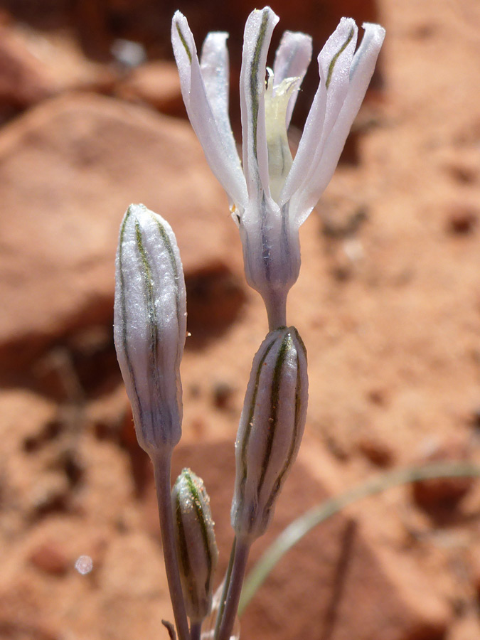 Flower and buds