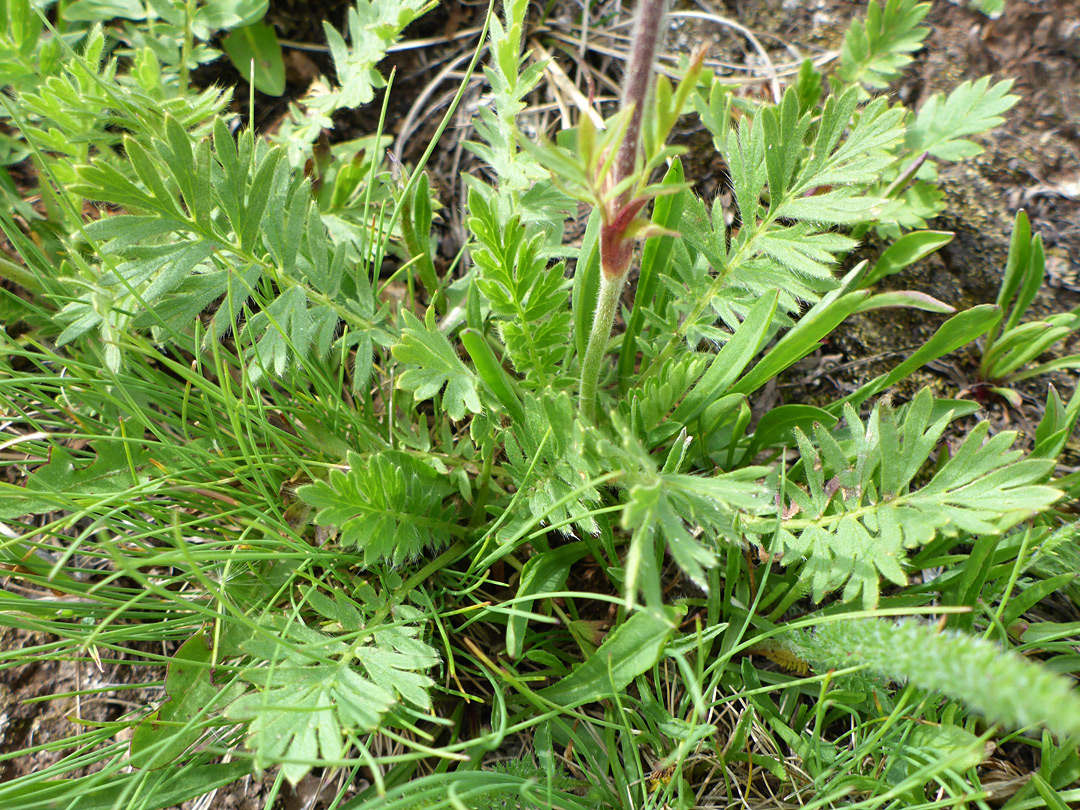 Pinnate basal leaves